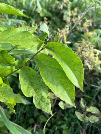 Gota no alvo, ponto 1